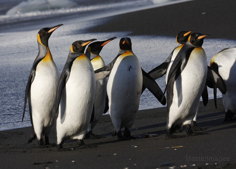 IMG_3664c.jpg - King Penguin (Aptenodytes patagonicus)